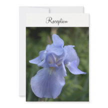 Recepção de Casamento Floral Íris Azul-Pervinca