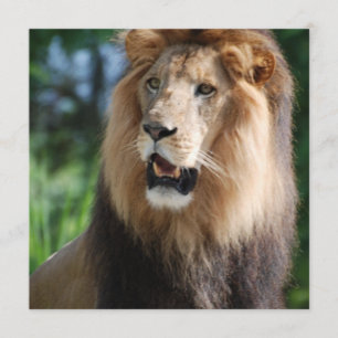 Convites régios do leão