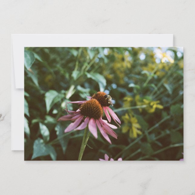 Convites Reimpressão de Foto de Abelha e Coneflower (Frente)