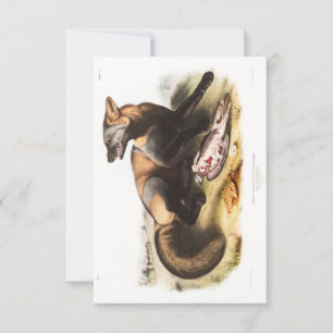 Convites Retrato CroFox Americano Audubon