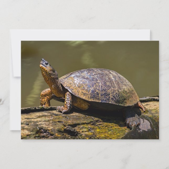 Convites Rio Turtle em Tortuguero - Costa Rica (Frente)