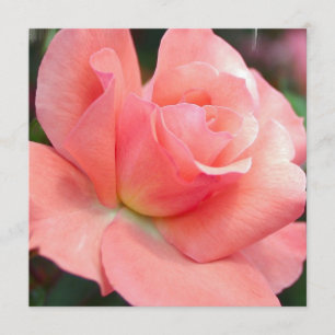 Convites Rosa Rosa Rosa Rosa Rosa Rosa