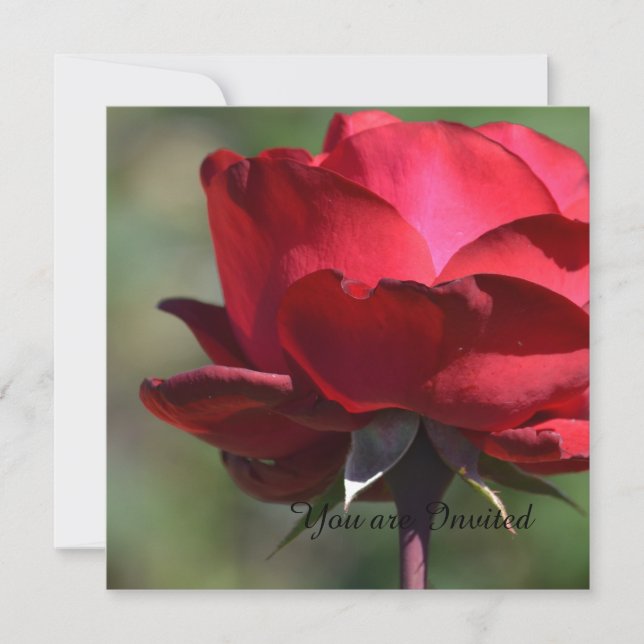 Convites Rosa vermelha Aniversário (Frente)