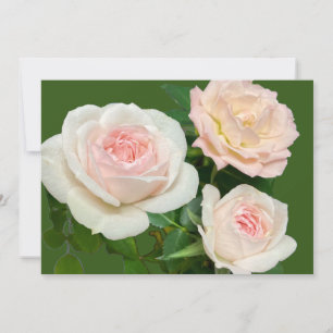 Convites Rosas brancas românticas rosadas