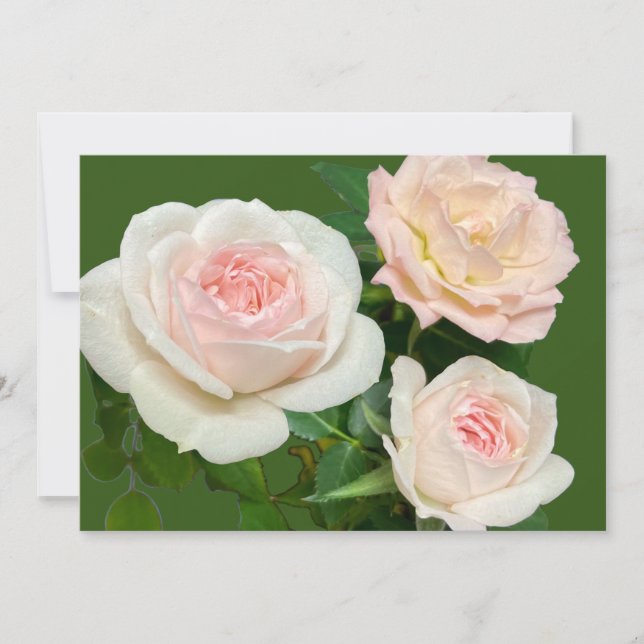Convites Rosas brancas românticas rosadas (Frente)