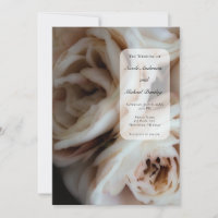 Rosas Rosa Suave Mal-humoradas Elegante Casamento 