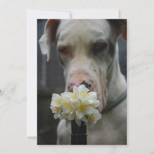 Convites Salvar a data: novo litter esperado