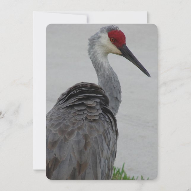 Convites Sandhill Crane Bonita (Frente)