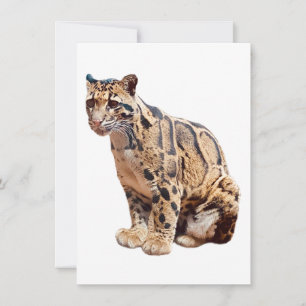 Convites selva de grande gato com fotografia-leopardo nubla
