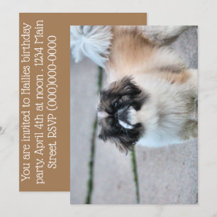 Convites Shih Tzu