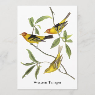 Convites Tanager ocidental - John James Audubon