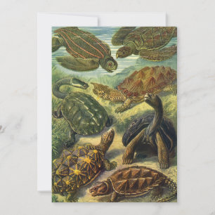 Convites Tartarugas Marinhas e Jabutis Vintage por Ernst Ha