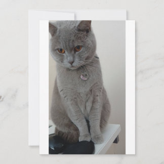 Convites teste de gato