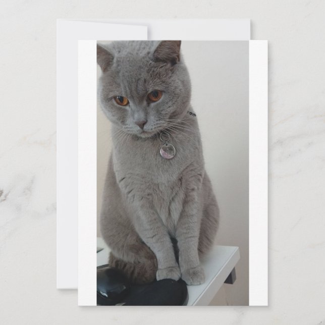 Convites teste de gato (Frente)