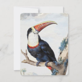 Convites Toucan (1748) de Aert Schouman