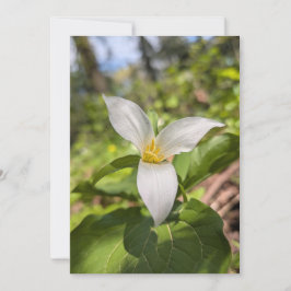 Convites Trílio Branco Flor Silvestre em Floresta Iluminada