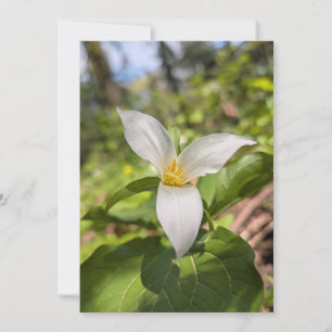 Convites Trílio Branco Flor Silvestre em Floresta Iluminada