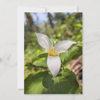 Convites Trílio Branco Flor Silvestre em Floresta Iluminada