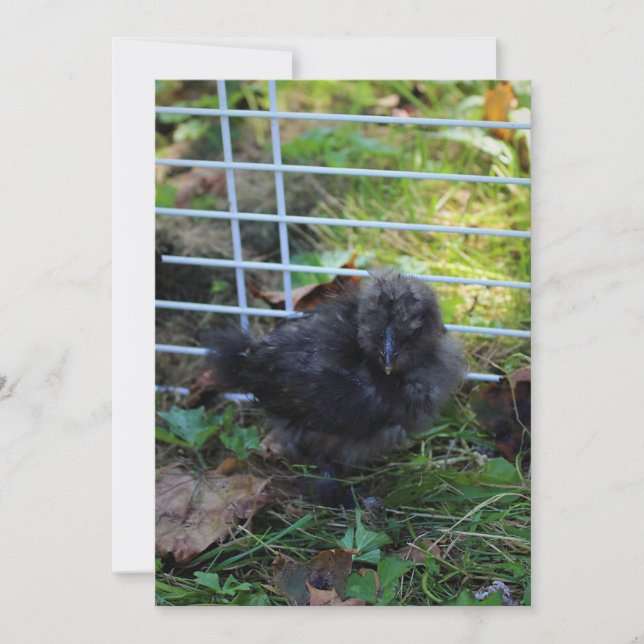 Convites Um bebê Silkie (Frente)