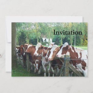Convites Vacas Curiosas