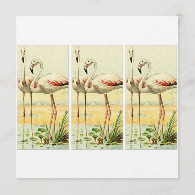 Convites Vintage Flamingo (Frente)