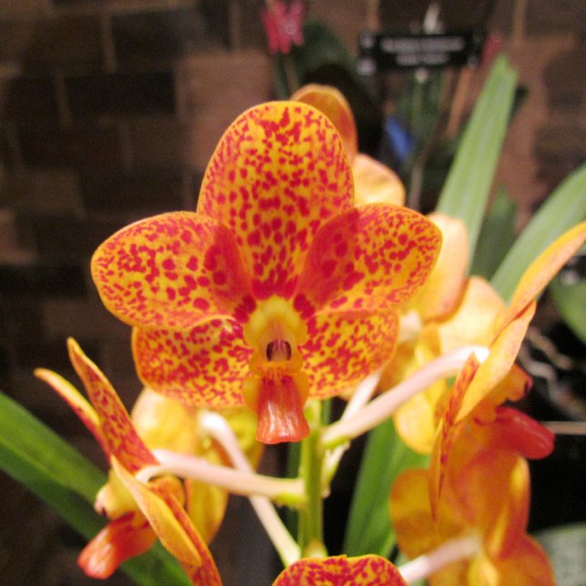 Convites Vintage Gold Texture Wedding Invitation (Criador carregado)