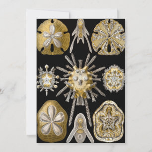 Convites Vintage Sea Urchins Sand Dollares por Ernst Haecke