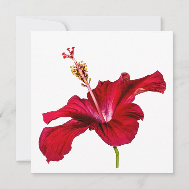 Convites Vista do Lado do Flor Red Hibiscus (Frente)