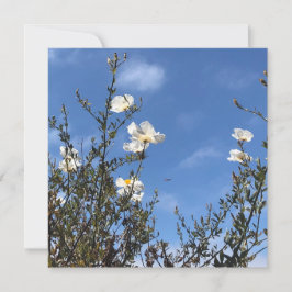Convites White Poppies Against the Sky Greeting Card