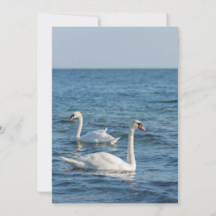 Convites White swan Cygnus