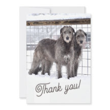 Wolfhounds irlandês na neve