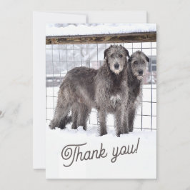 Convites Wolfhounds irlandês na neve