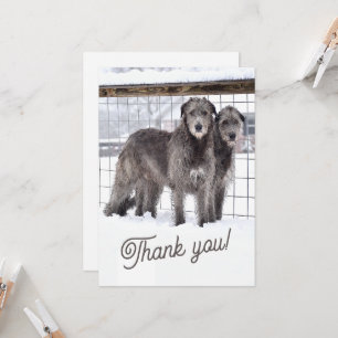 Convites Wolfhounds irlandês na neve