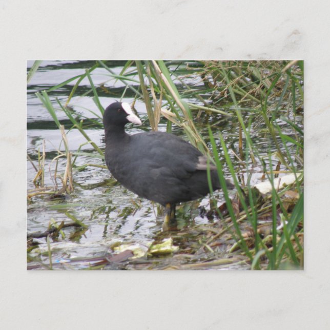 Coot no Cartão Postal do Riverbank (Frente)