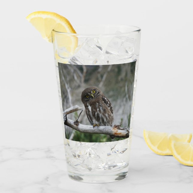 Copo De Pint Norte Pygmy Owl (Gelo frontal)
