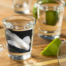 Borboleta branca Foto Koi