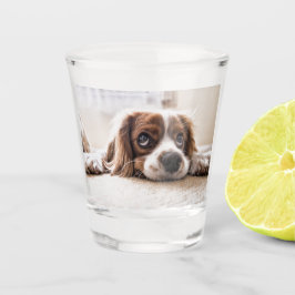 Copo De Shot Cachorro Panelado De Olhos Tristes