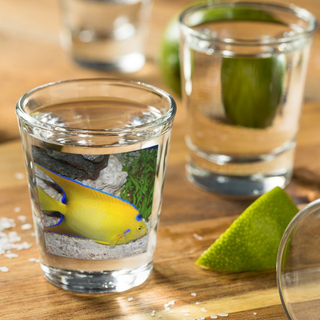 Copo De Shot Foto de Angelfish, Rainha Amarela e Azul (In Situ)