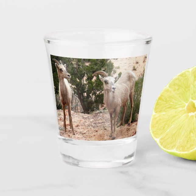 Copo De Shot Ovelha Engraçada no Parque Nacional do Zion (Frente)