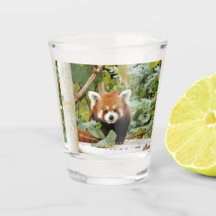 Copo De Shot Red Panda