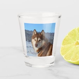 Copo De Shot siberian-husky-red and white