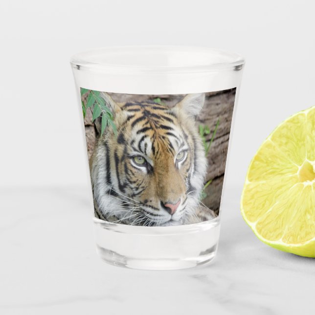 Copo De Shot Tiger_002 (Frente)