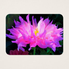 Cor-de-rosa estonteante e cacto roxo Dahlia