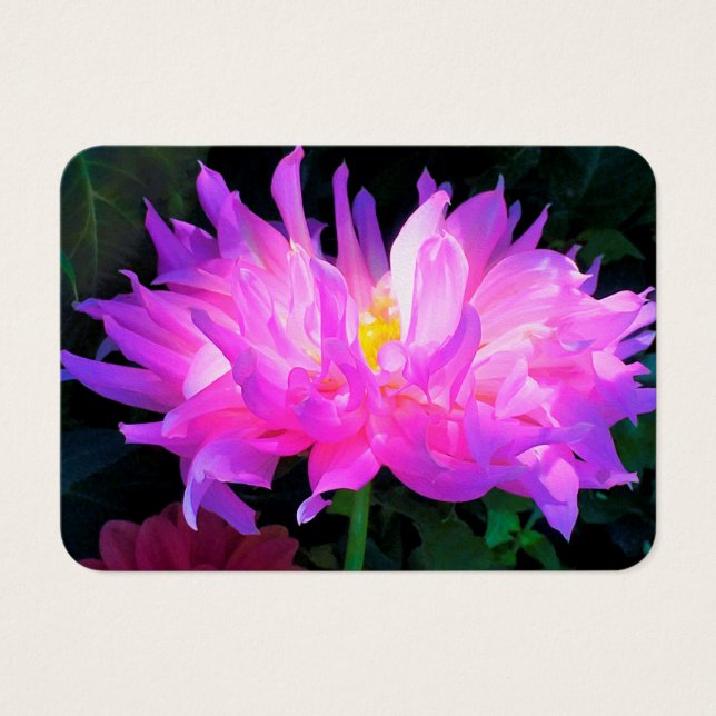 Cor-de-rosa estonteante e cacto roxo Dahlia (Frente)