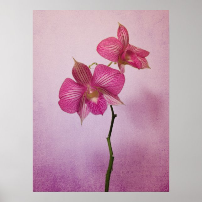 Cor-de-rosa-rosado-brilhante Poster (Frente)