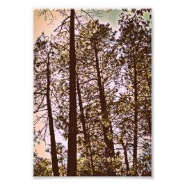 cor pela impressão de foto das árvores