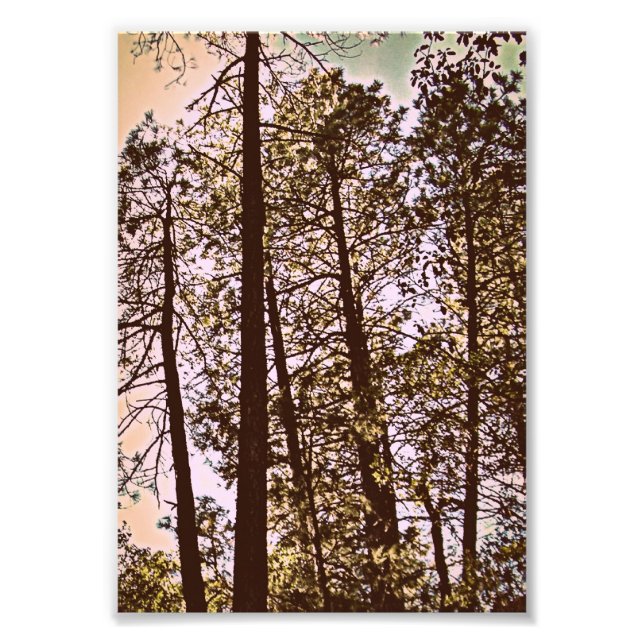 cor pela impressão de foto das árvores (Frente)