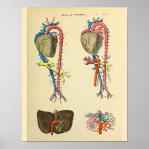 Coração Aorta Anatomia Vintage Impressão