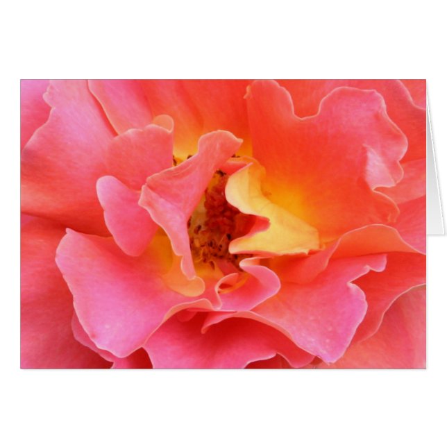 coração do cartão vazio do rosa (Frente Horizontal)