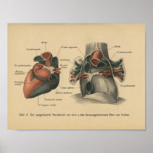 Coração do impressão da anatomia do alemão do
